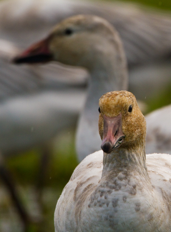 Snow Goose